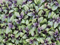 Ocinum hybrida Blue